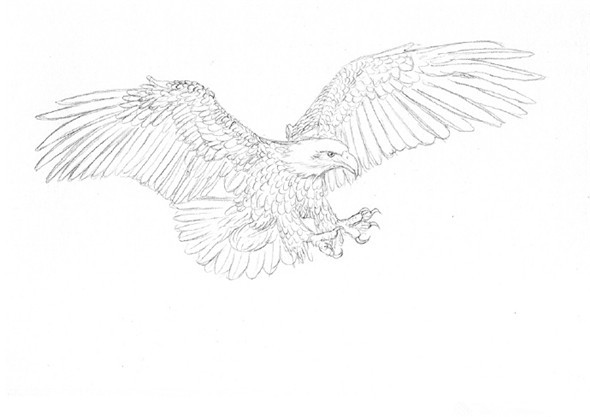 钢笔画教程：鹰的钢笔画画法