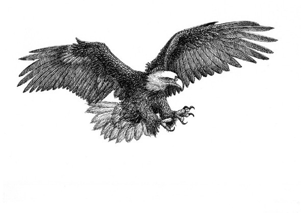钢笔画教程：鹰的钢笔画画法