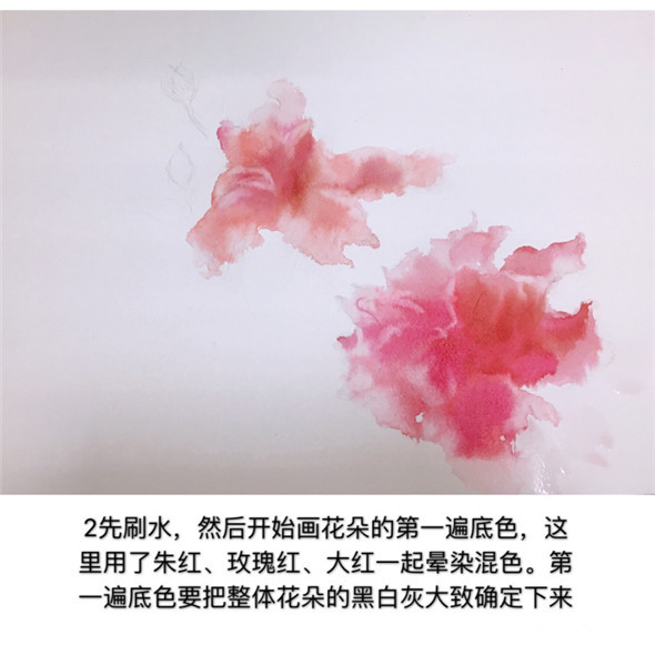 怎么画扶桑花?扶桑花水彩画教程