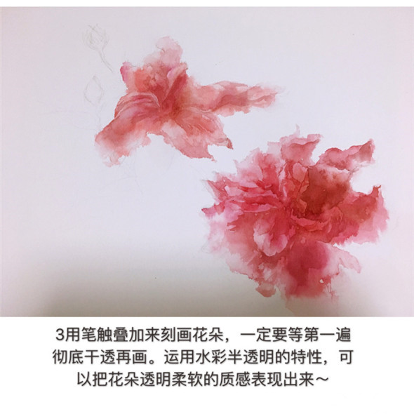 怎么画扶桑花?扶桑花水彩画教程