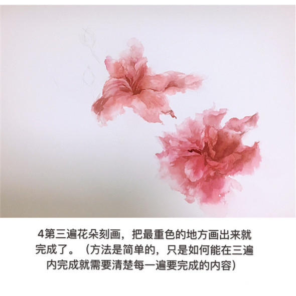 怎么画扶桑花?扶桑花水彩画教程