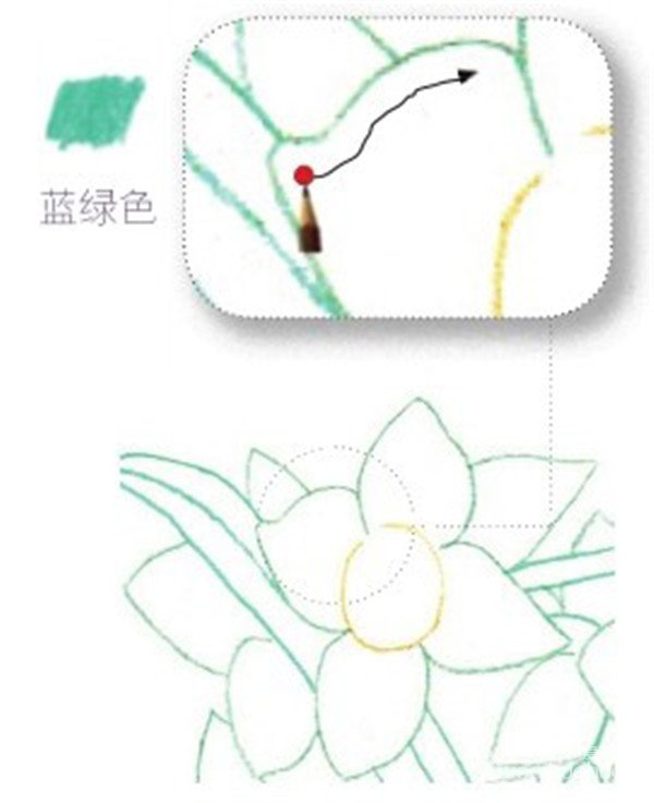 彩铅画花卉教程：彩铅画水仙花的画法