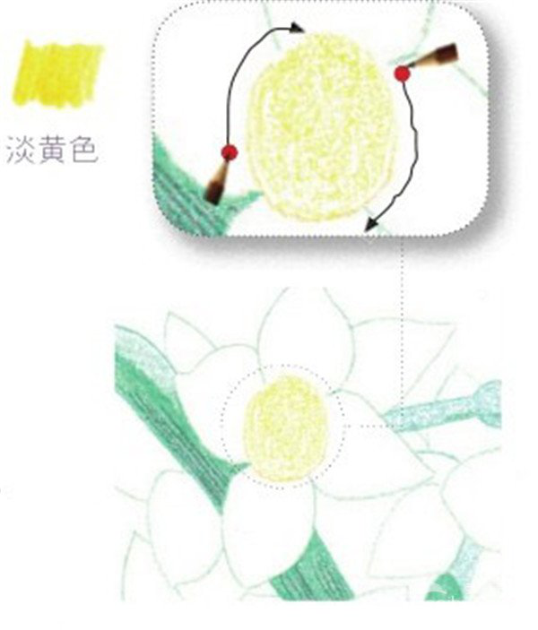 彩铅画花卉教程：彩铅画水仙花的画法