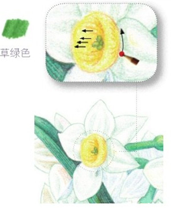 彩铅画花卉教程：彩铅画水仙花的画法