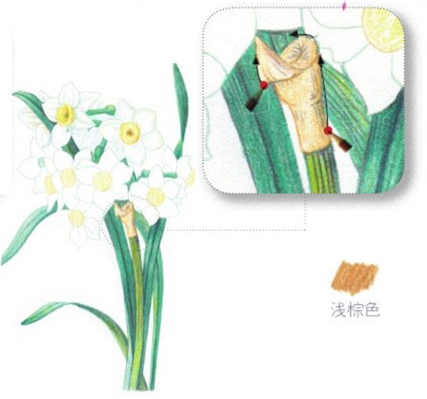 彩铅画花卉教程：彩铅画水仙花的画法