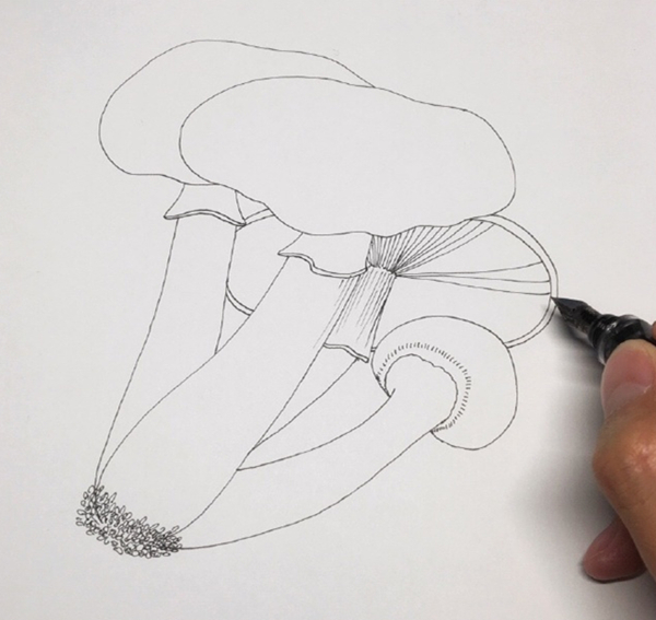 钢笔淡彩教程：钢笔画蘑菇步骤图