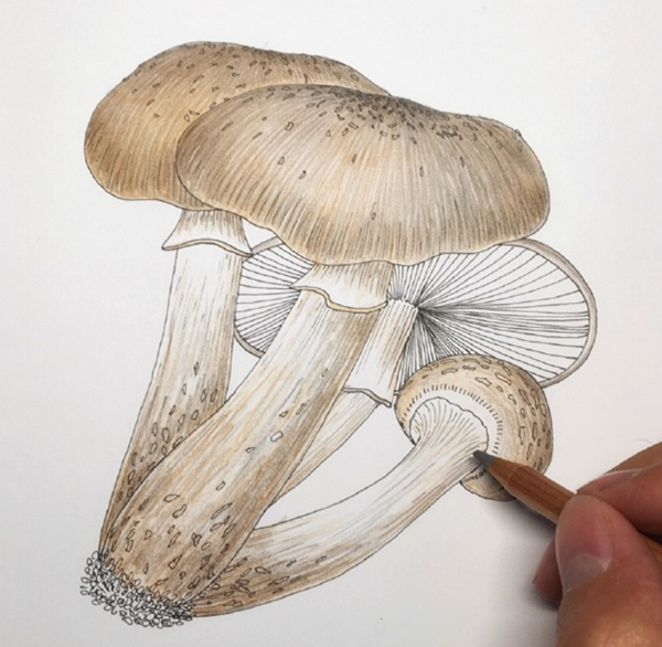 钢笔淡彩教程：钢笔画蘑菇步骤图