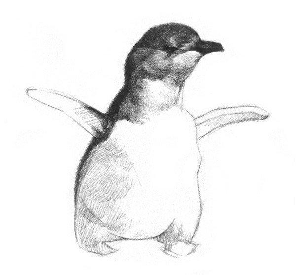 动物素描教程：素描画企鹅