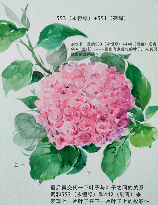 水彩花卉教程步骤图片：水彩画绣球花