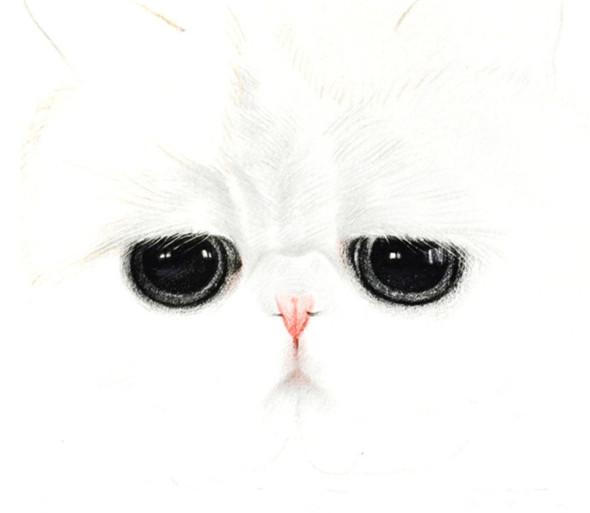 彩铅画：彩铅画动物大脸猫彩铅画教程