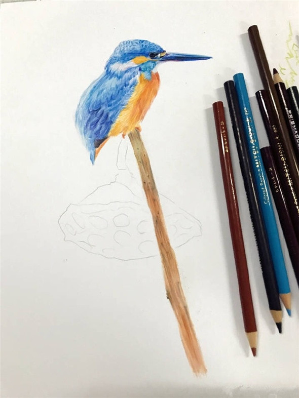 彩铅画动物：彩铅画漂亮的小鸟教程