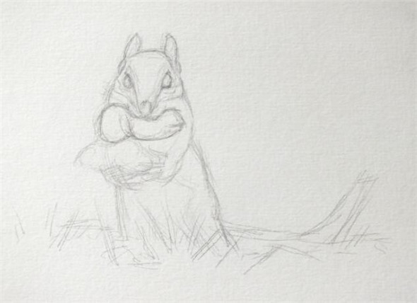 钢笔画动物教程：小松鼠画法教学