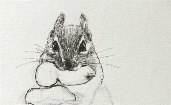 钢笔画动物教程：小松鼠画法教学