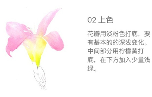 百合花水彩画教程：水彩画百合花步骤图片