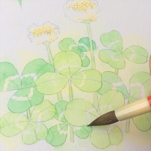 超简单的水彩画植物教程：水彩画三叶草