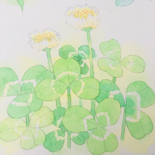 超简单的水彩画植物教程：水彩画三叶草