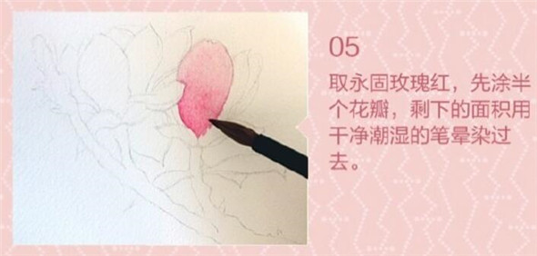 水彩画教程：教你画简单又好看的玉兰花