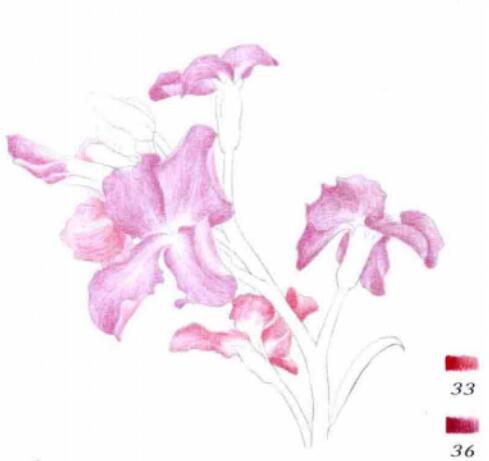 彩铅画花卉图解教程：彩铅画紫罗兰的步骤