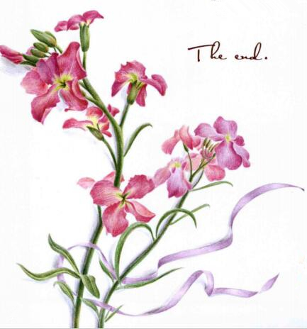 彩铅画花卉图解教程：彩铅画紫罗兰的步骤