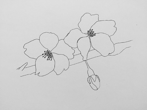 钢笔画樱花的画法