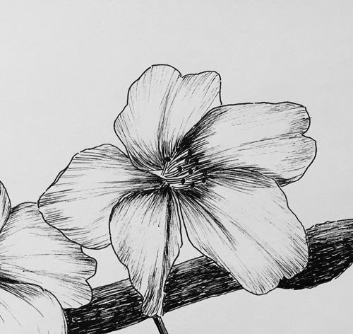 钢笔画樱花的画法