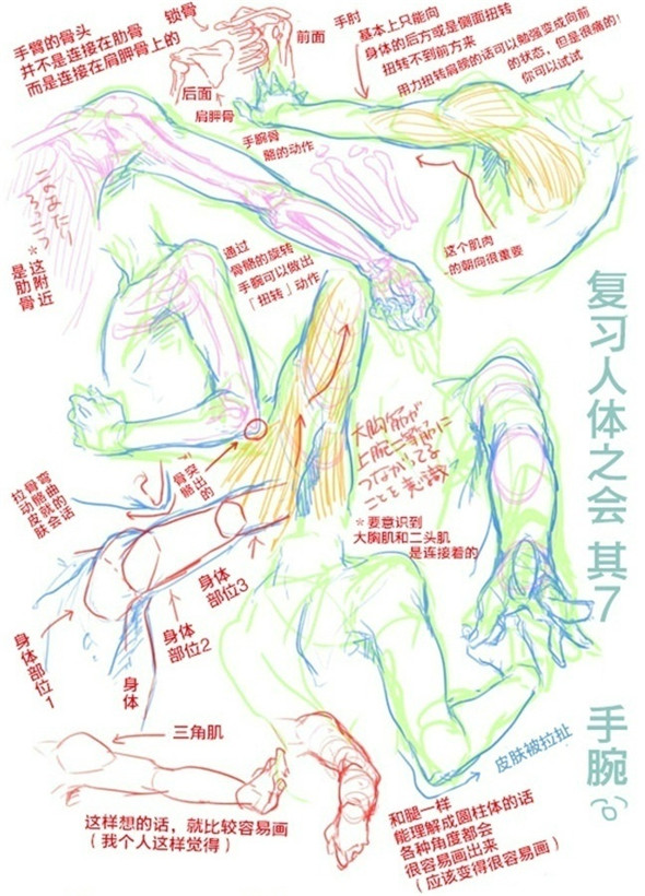 漫画教程：基础技法教你画人体的组成部分