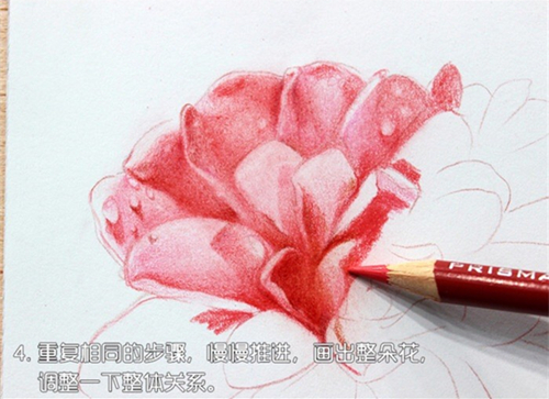 彩铅花卉教程：彩铅画山茶花的步骤