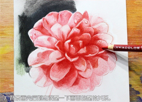 彩铅花卉教程：彩铅画山茶花的步骤