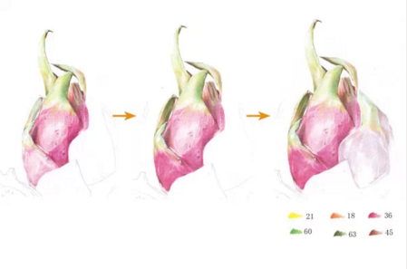 彩铅画火龙果教程