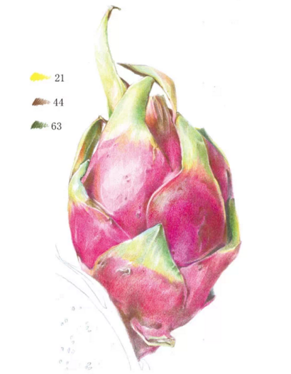 彩铅画火龙果教程