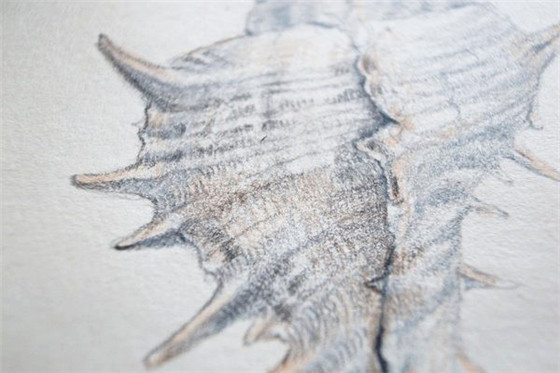 海螺彩铅画手绘教程