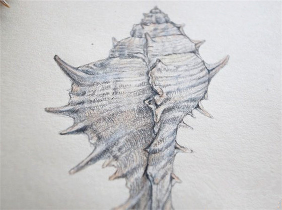 海螺彩铅画手绘教程