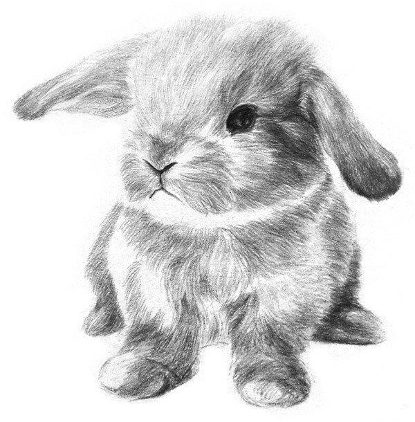 兔头素描画图片