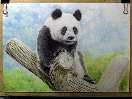 彩铅画教程：熊猫彩铅画步骤图