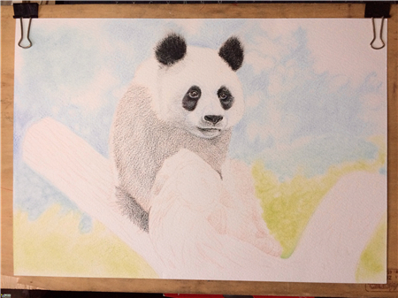 彩铅画教程：熊猫彩铅画步骤图