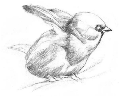 素描画动物教程：素描小鸟的画法