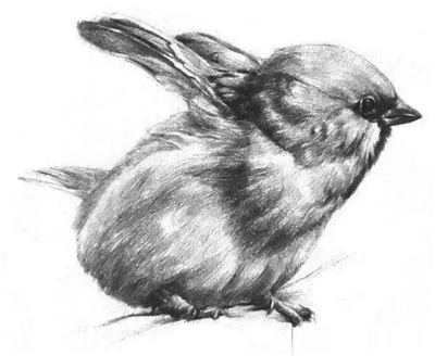素描画动物教程：素描小鸟的画法