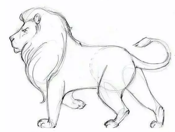 动物速写教程：狮子速写画法
