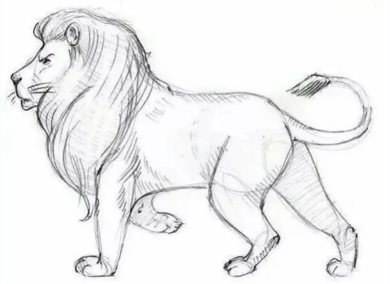 动物速写教程：狮子速写画法