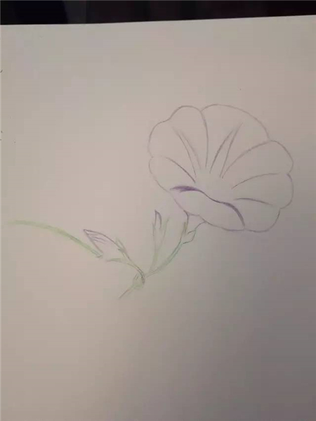 彩铅入门：牵牛花彩铅画教程