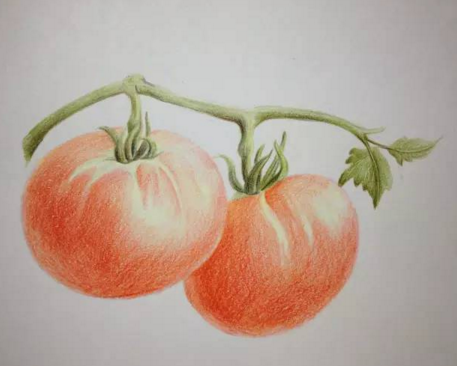 西红柿怎么画?彩铅画西红柿的画法
