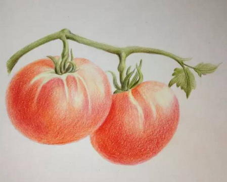 西红柿怎么画?彩铅画西红柿的画法