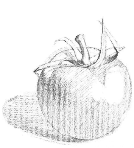 素描西红柿的画法