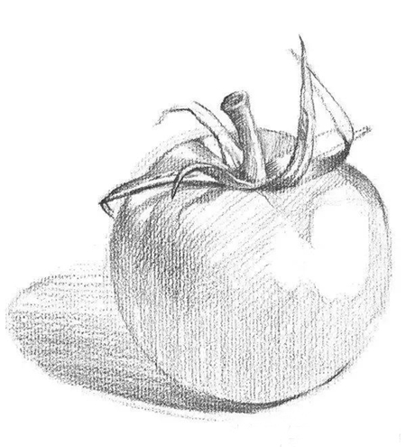 素描西红柿的画法
