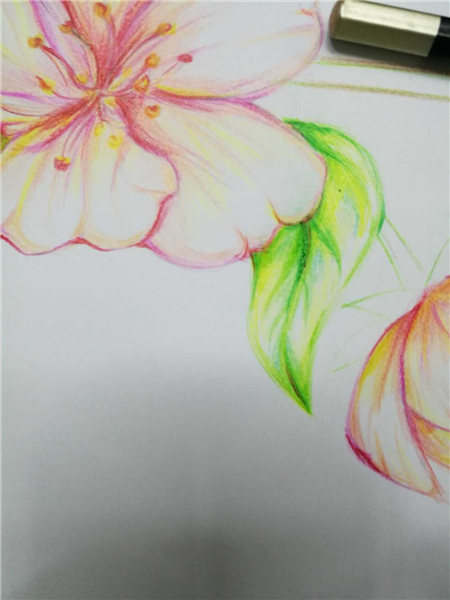 樱花彩铅手绘教程
