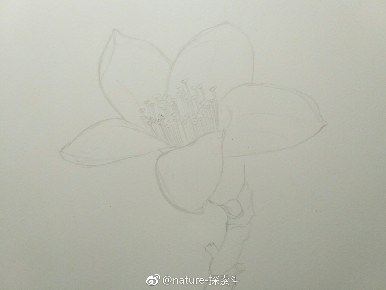 彩铅画木棉花教程