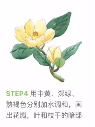 简单的水彩画玉兰花教程