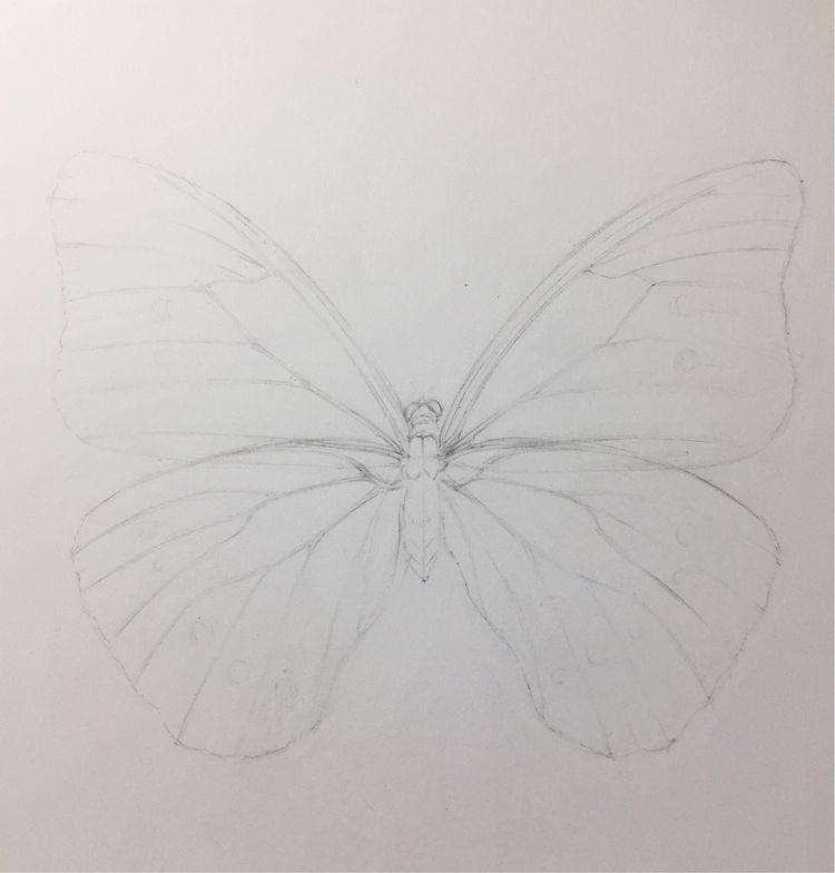 彩铅手绘蝴蝶教程图解