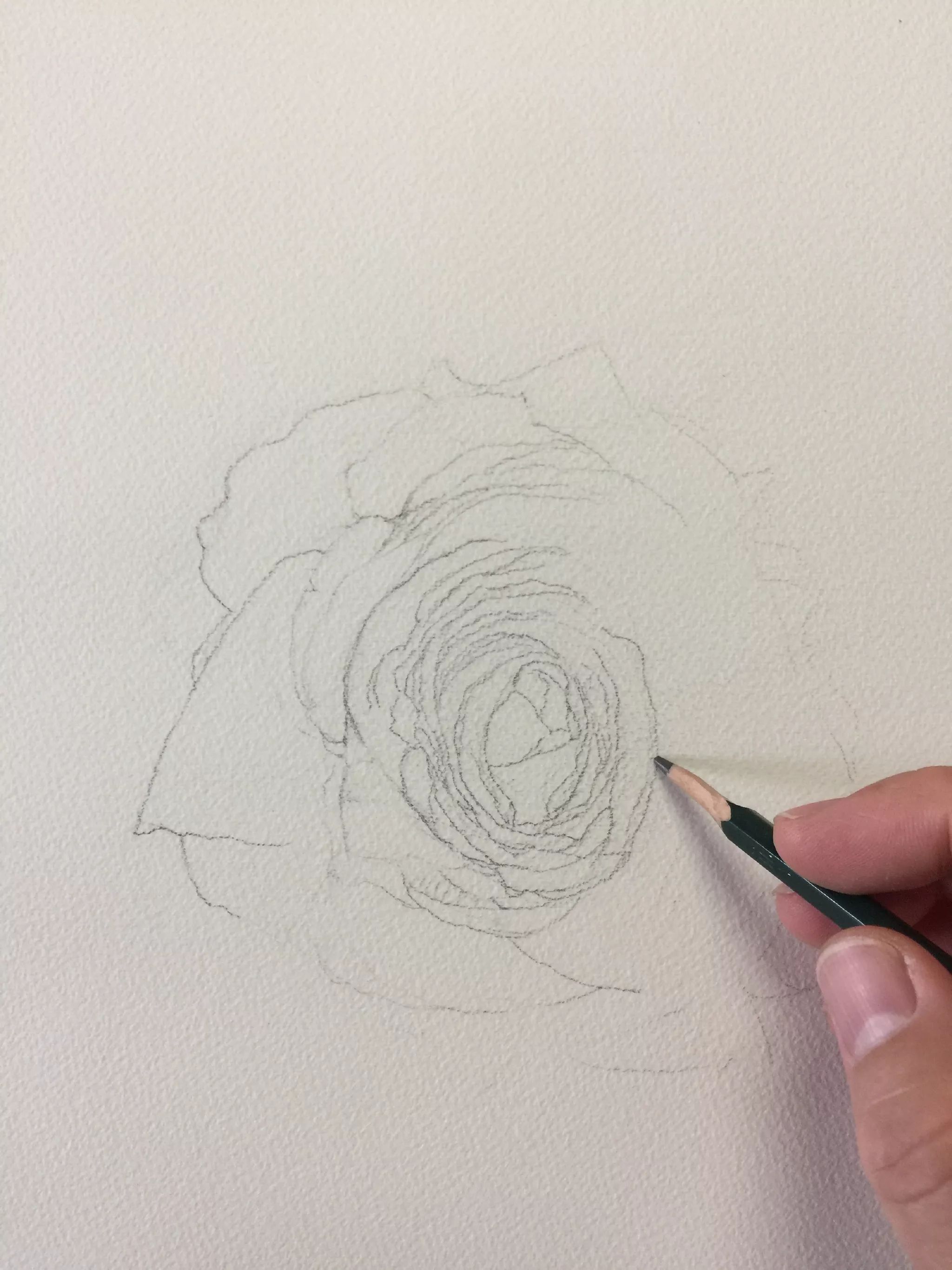 水彩画白玫瑰步骤教程