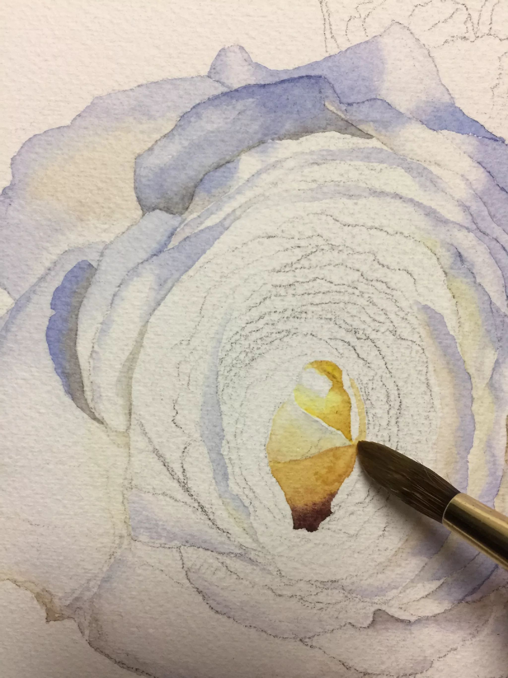 水彩画白玫瑰步骤教程